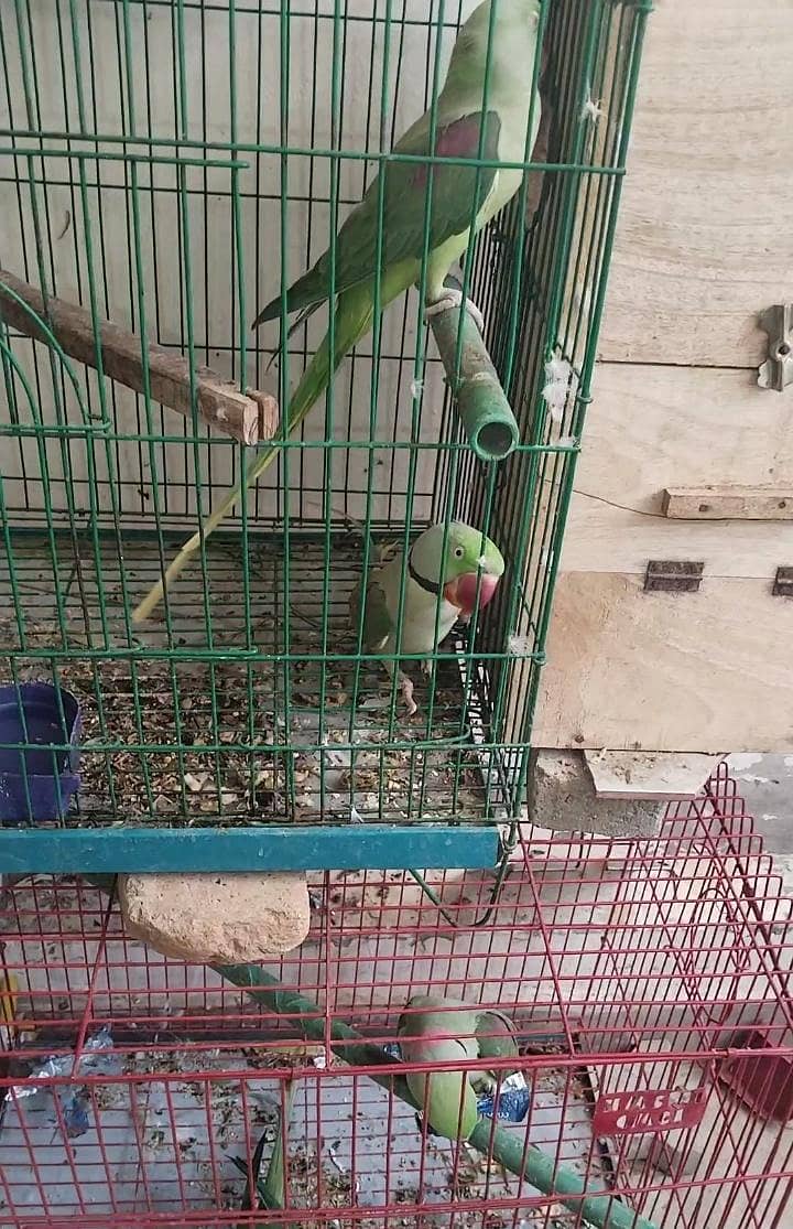 پہاڑی طوطوں کے جوڑے 1