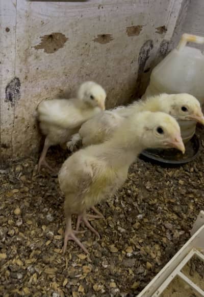 Heera Aseel chicks | Aseel Chozay | Paper White | Male | Female