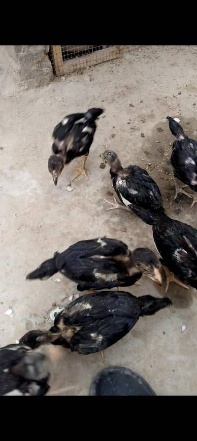 Pure Seal Mainwali Hens Available