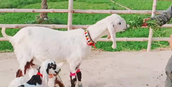 3 Bacchon Ka Sath Desi Bakri For Sale _ 03274139425