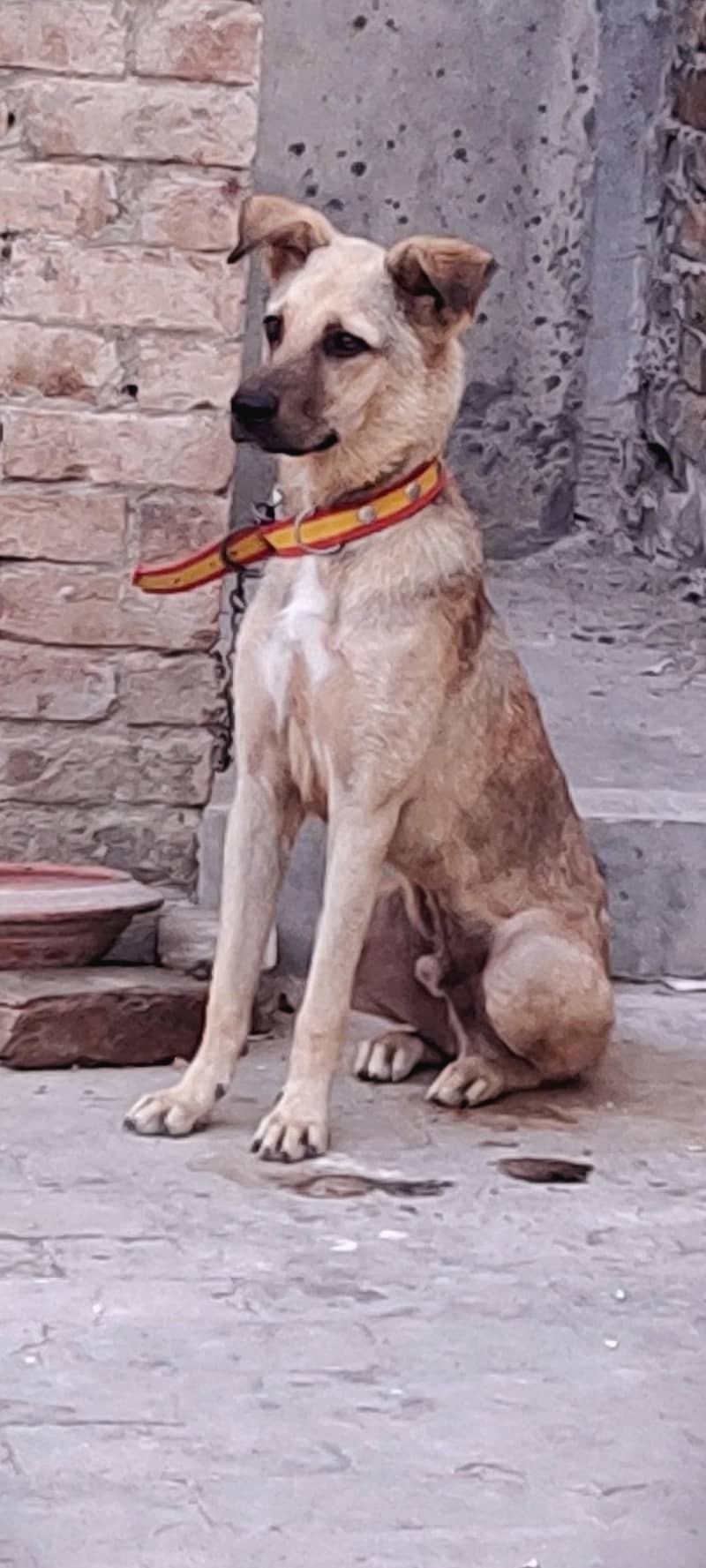 بگیاری ڈوگ زبردست قد اور  نسلی چیز ہے 0