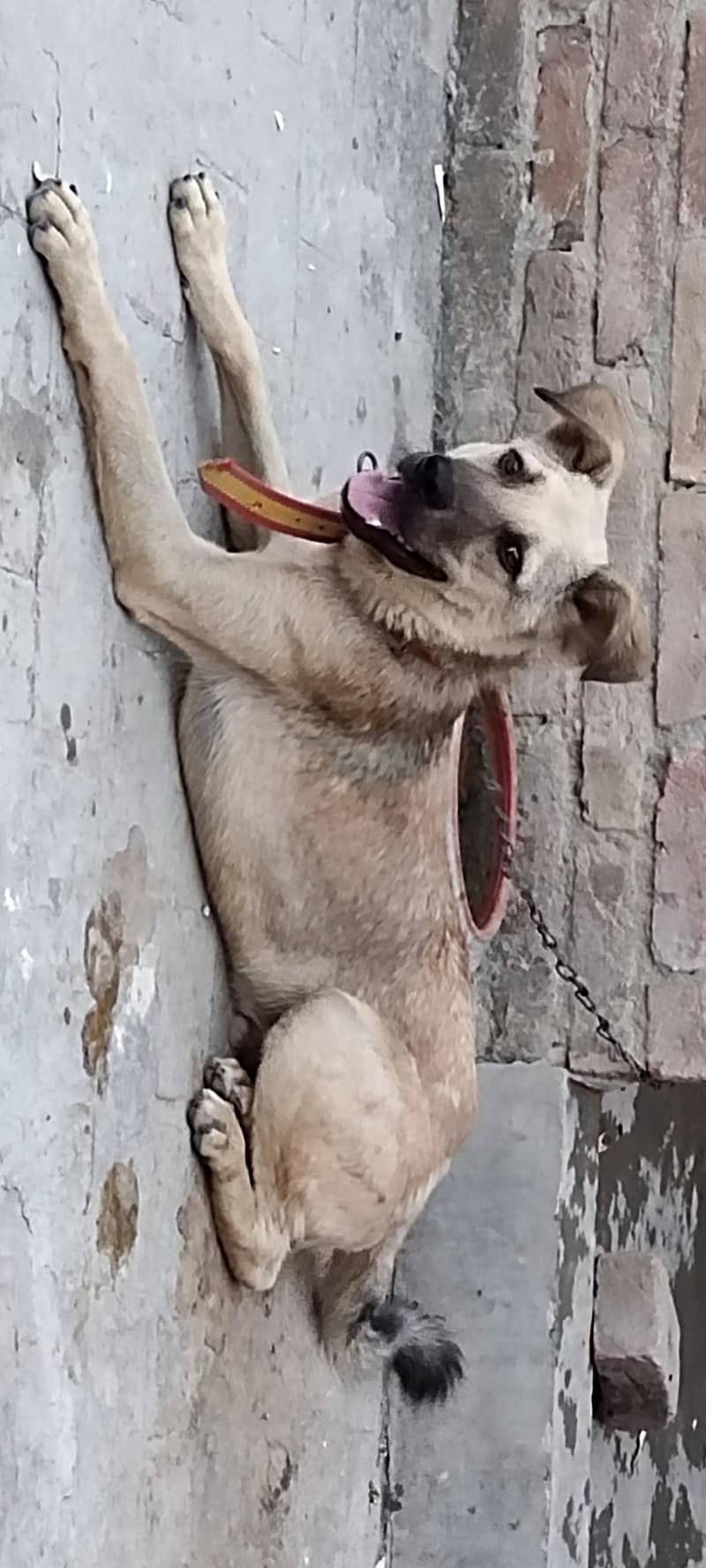 بگیاری ڈوگ زبردست قد اور  نسلی چیز ہے 1