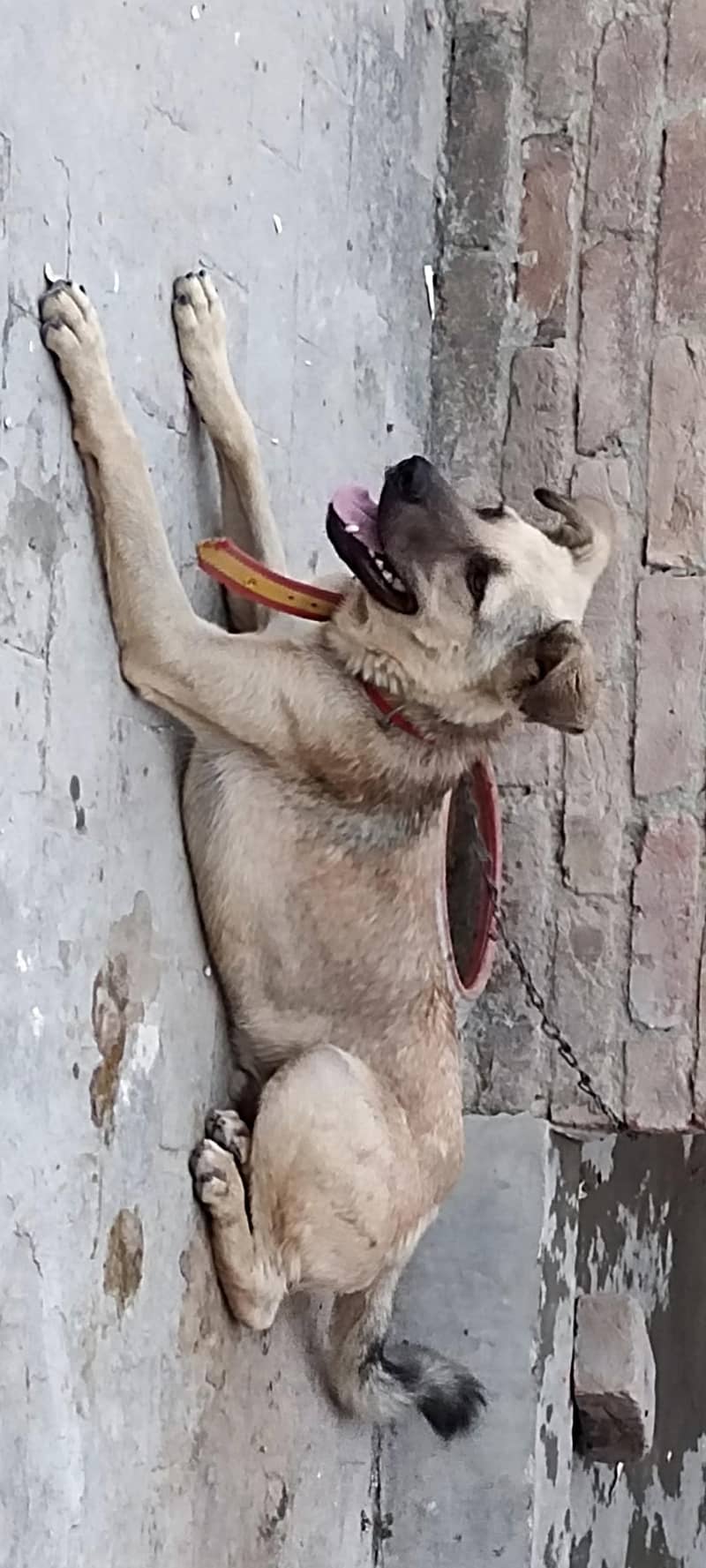 بگیاری ڈوگ زبردست قد اور  نسلی چیز ہے 2