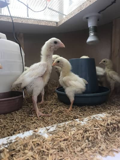 German O Shamo Chicks