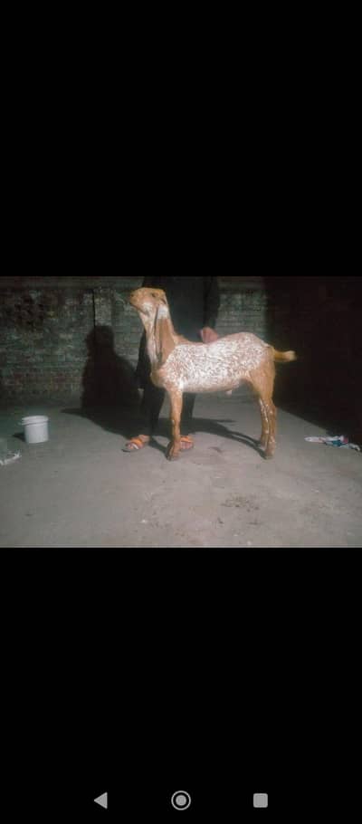 makkhi cheena