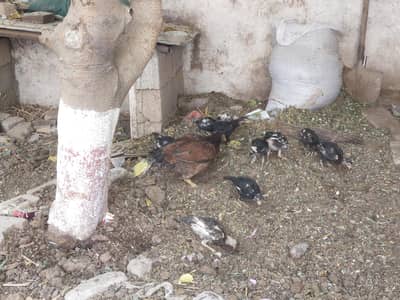 11 aseel with mother hen