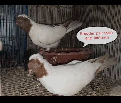 fancy pigeons  nun pigeon