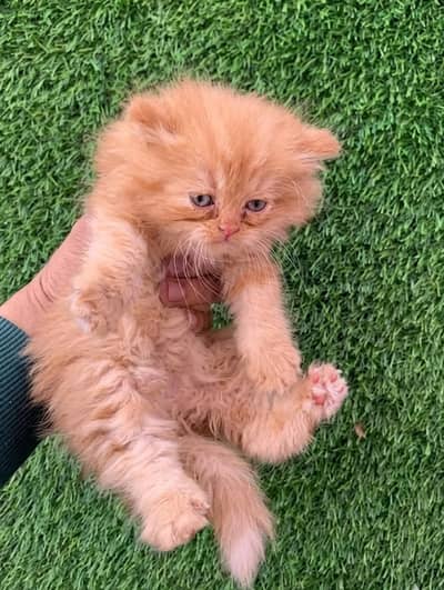 Persian kittens/ White Color only