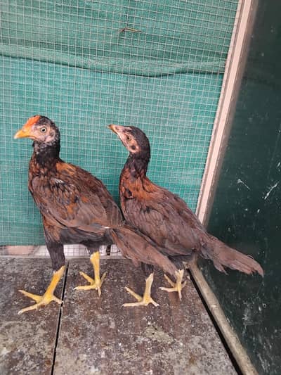 Aseel home breed kay 2 male pathy for sale mother pics attached