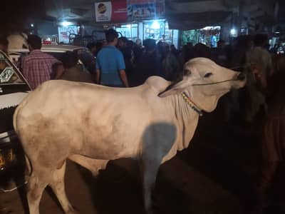 pregnant bakri and bakra for sell