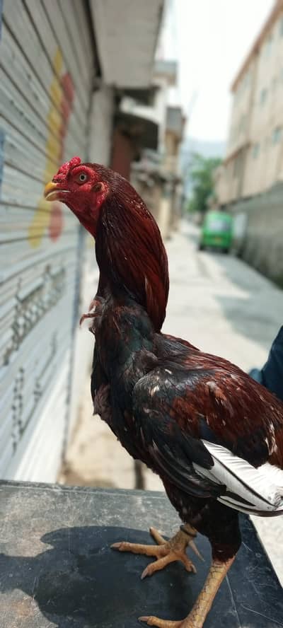 pure lakha murgha forsale