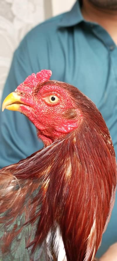 pure lakha murgha forsale