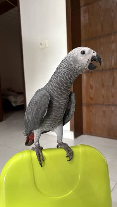 African Grey Parrot for SALE