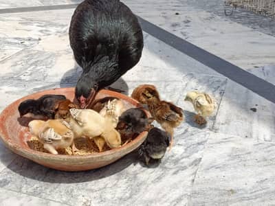 Aseel/chicks aseel/hen Aseel/murgi aseel/choza desi/hen misri/murgi