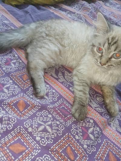Persian couple need new home