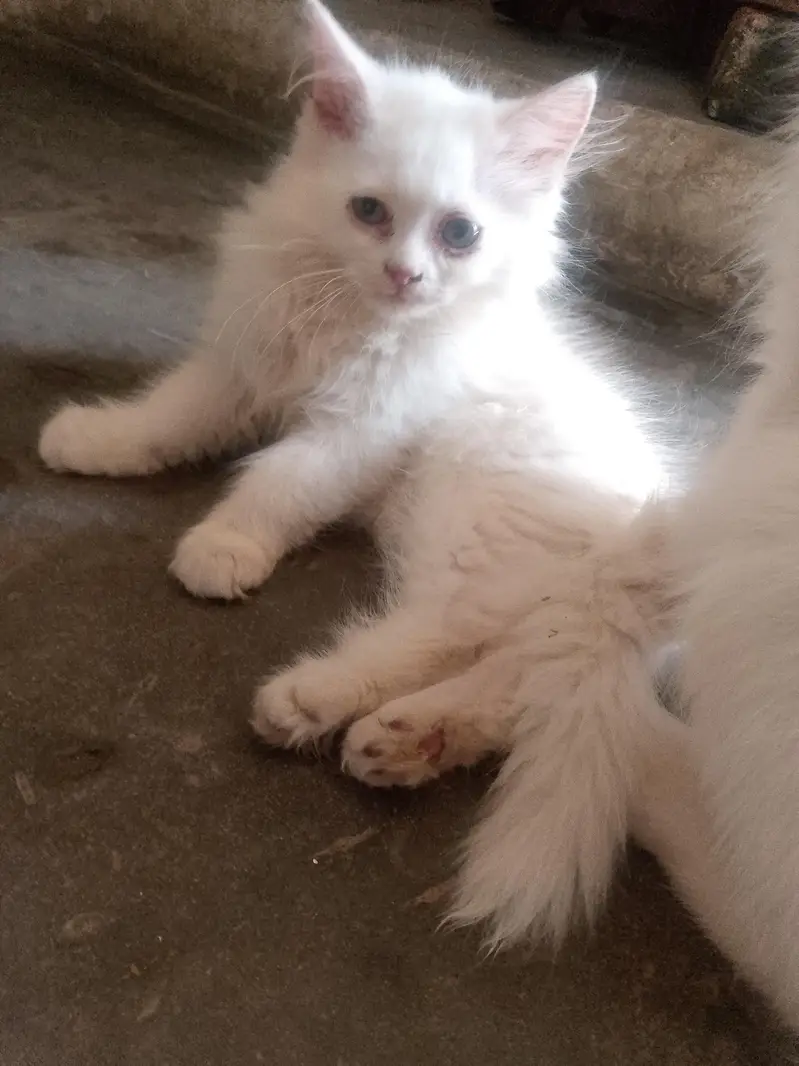 female kitten very healthy litter train 03262647507 what's ap — photo 2