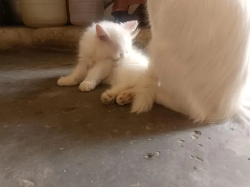 female kitten very healthy litter train 03262647507 what's ap — photo 3