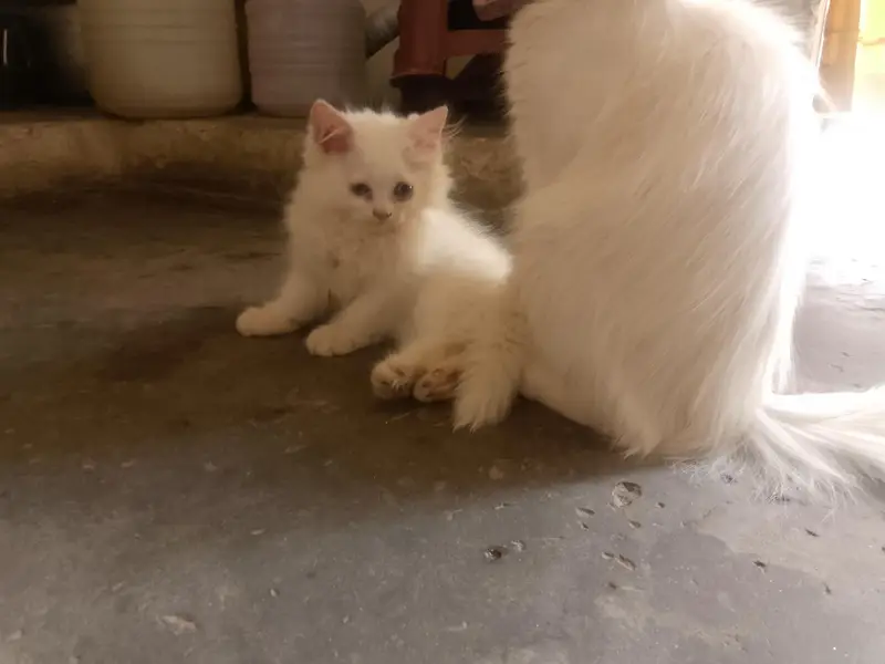 female kitten very healthy litter train 03262647507 what's ap — photo 4