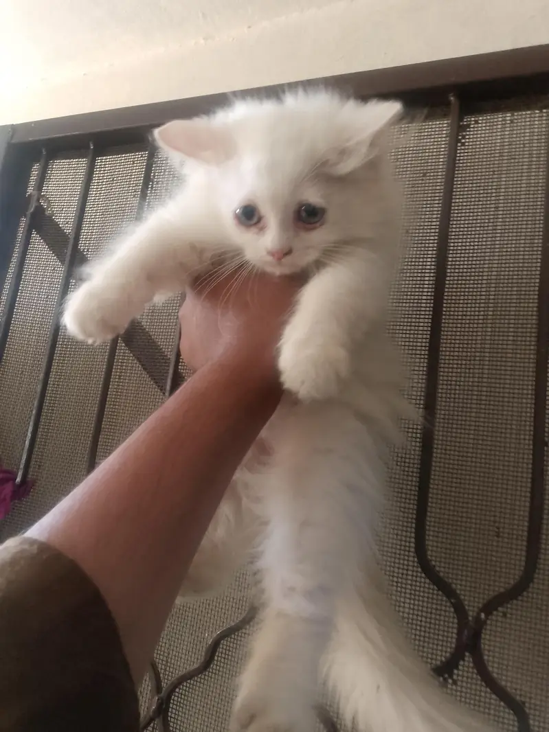 female kitten very healthy litter train 03262647507 what's ap — photo 6