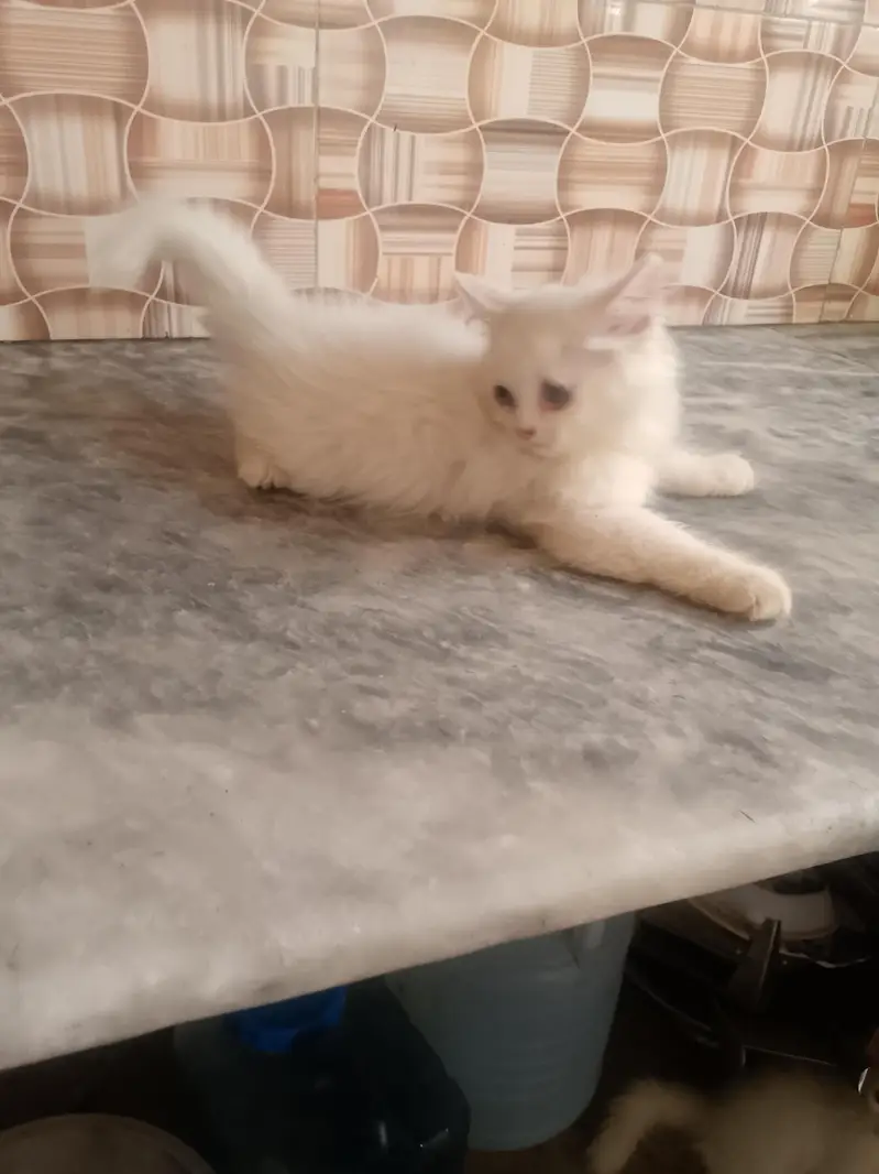 female kitten very healthy litter train 03262647507 what's ap — photo 7