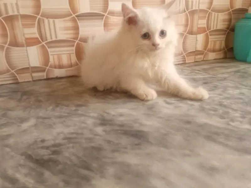 female kitten very healthy litter train 03262647507 what's ap — photo 8