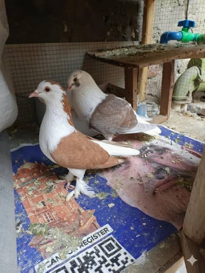 ​Shahi Shirazi Kabootar Pair - High Quality & Feather Legs