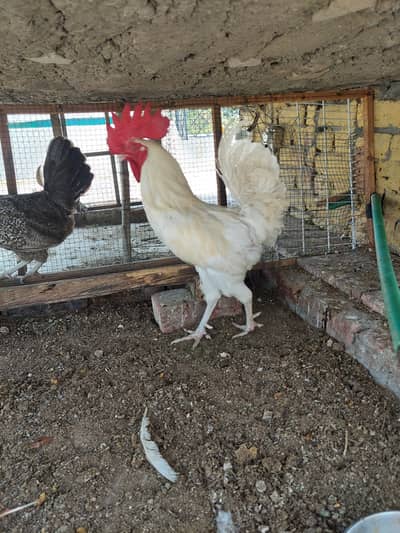 Desi Hens forsale. .