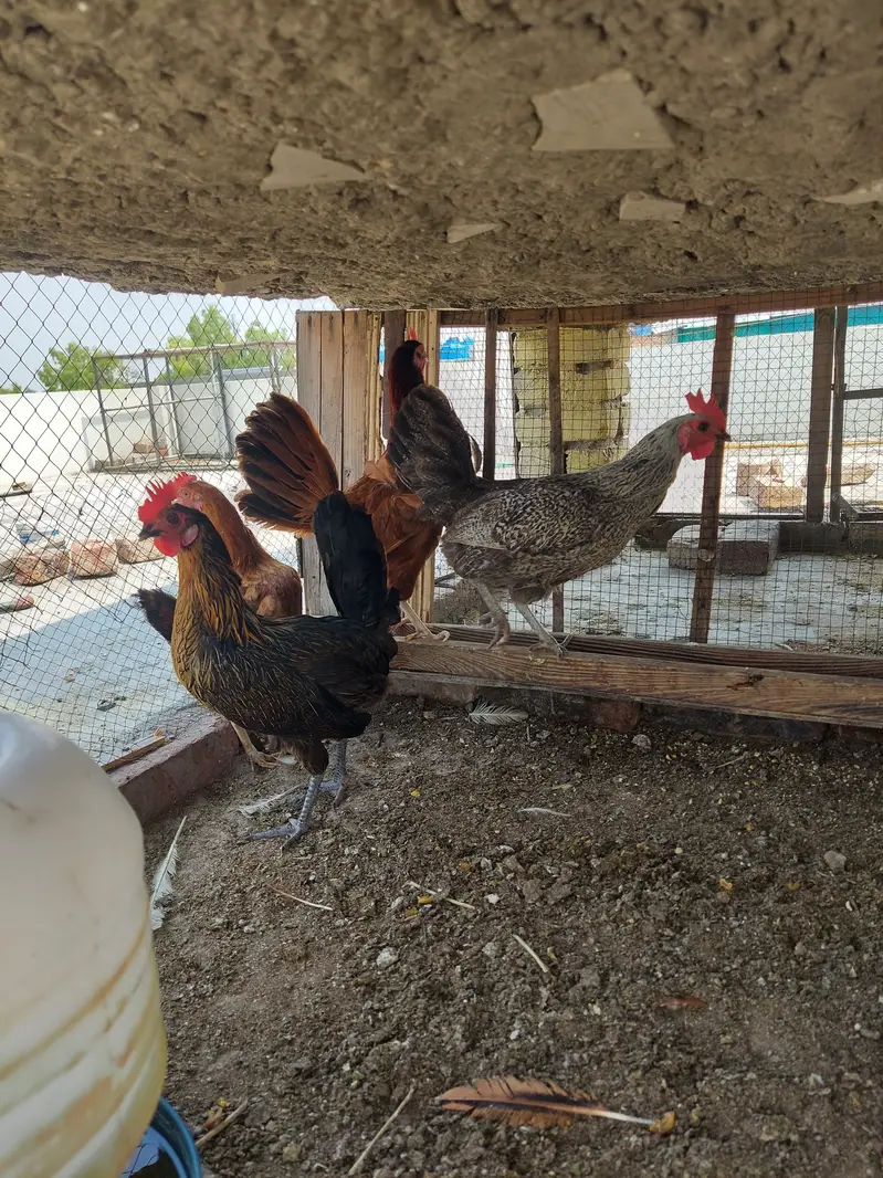 Desi Hens forsale. . — photo 2