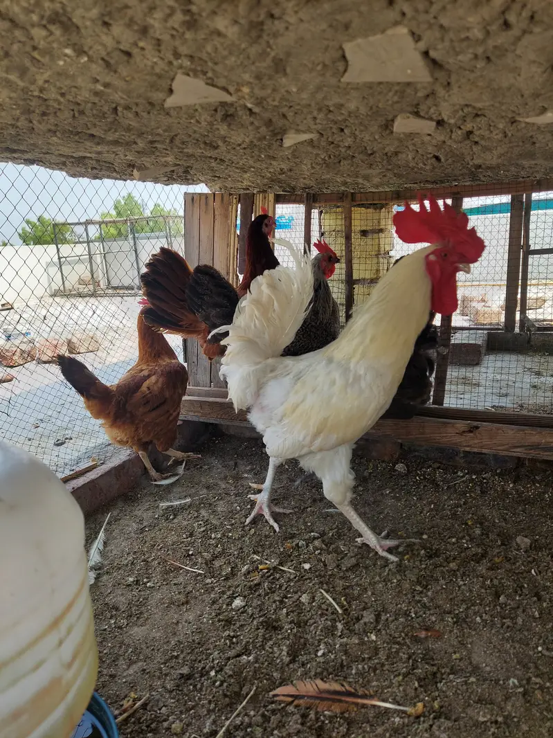Desi Hens forsale. . — photo 3