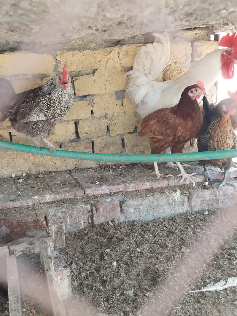 Desi Hens forsale. . — photo 4