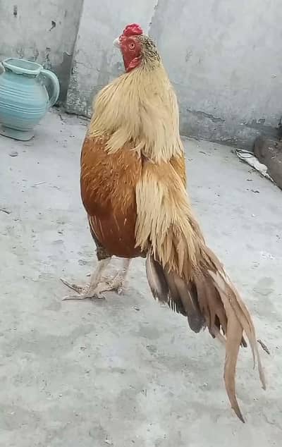 Amroha aseel blue ring eyes Lal doro mai cargo possible 03375190943