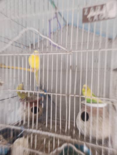 Australian Parrot for Sale what,s app no 03001626363