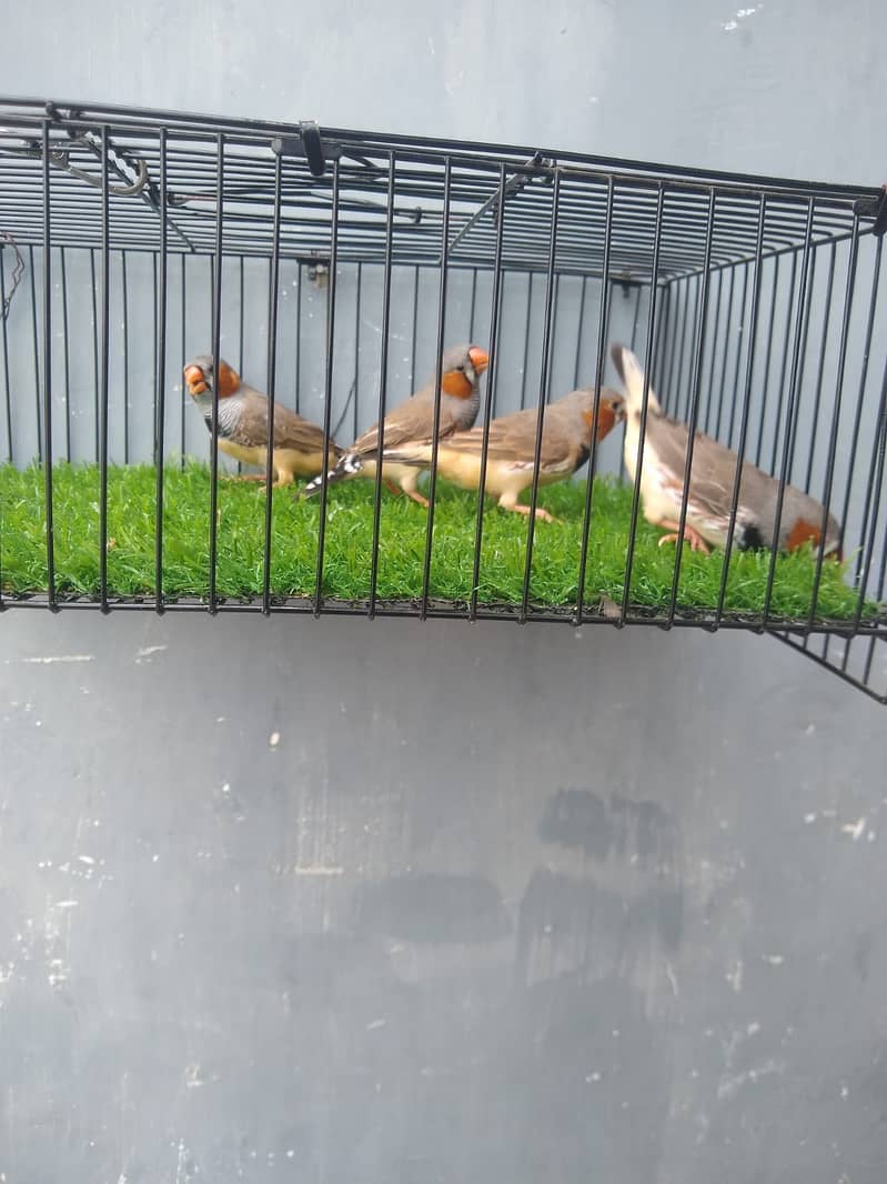 Finches 1