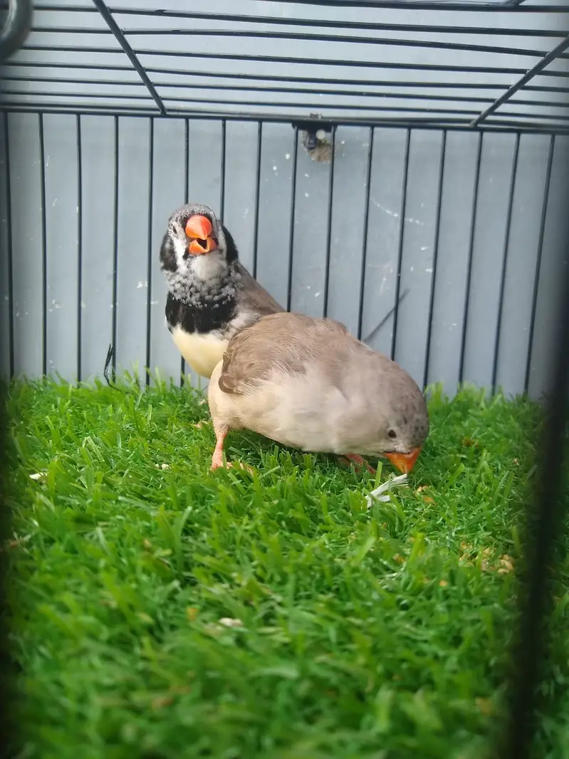 Finches — photo 2