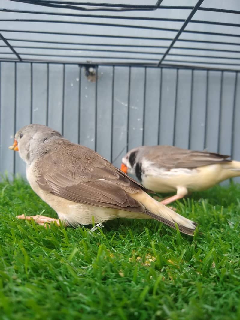 Finches 3