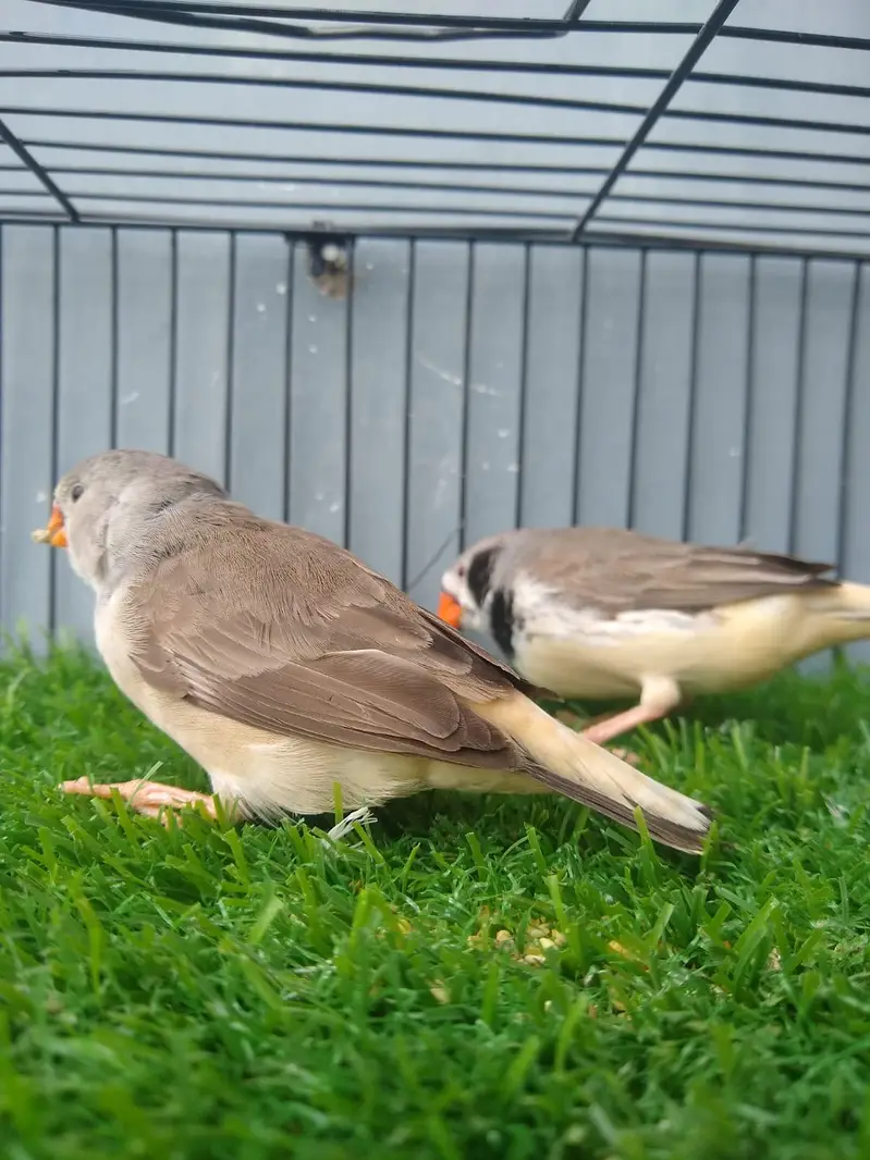 Finches — photo 3