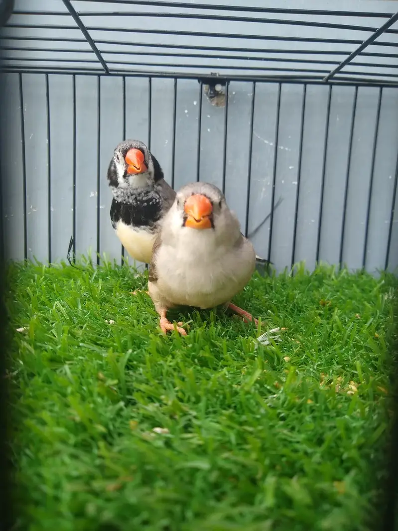 Finches — photo 4