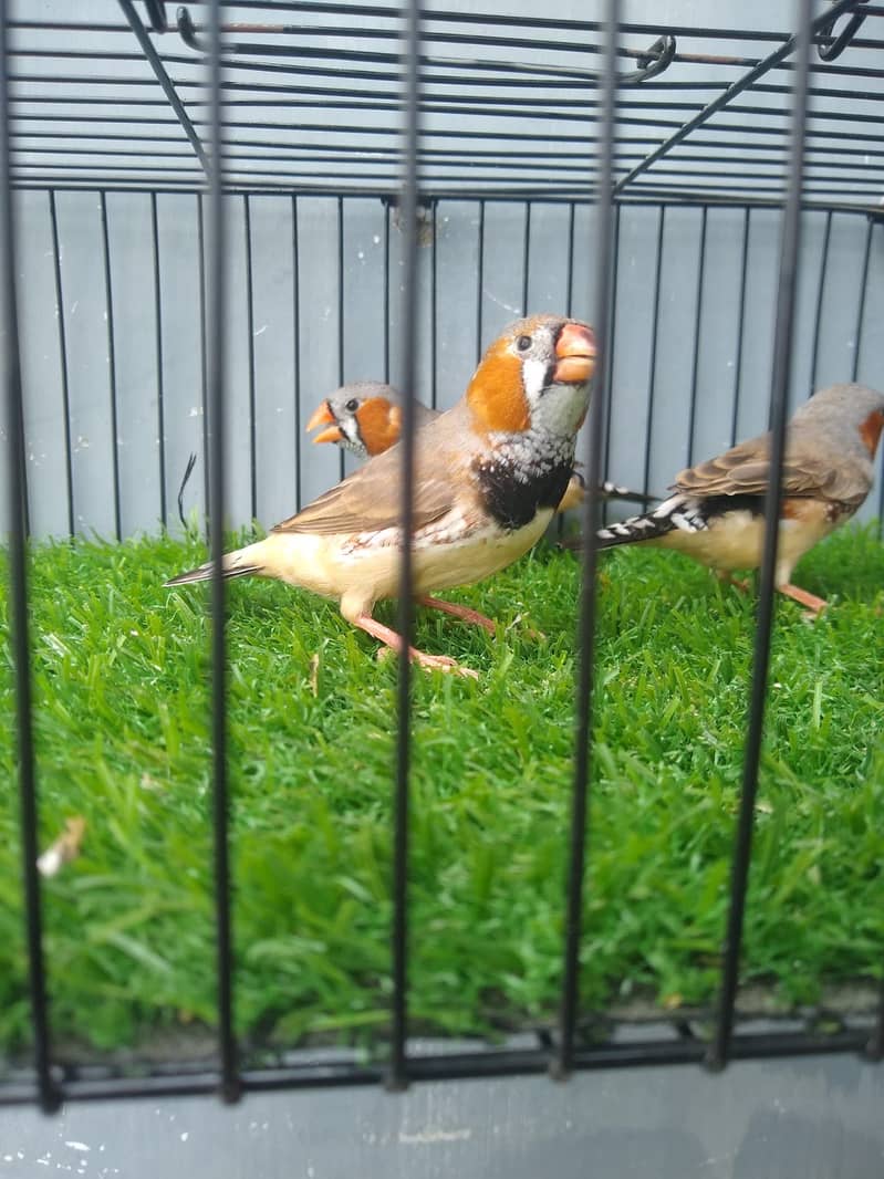 Finches 5