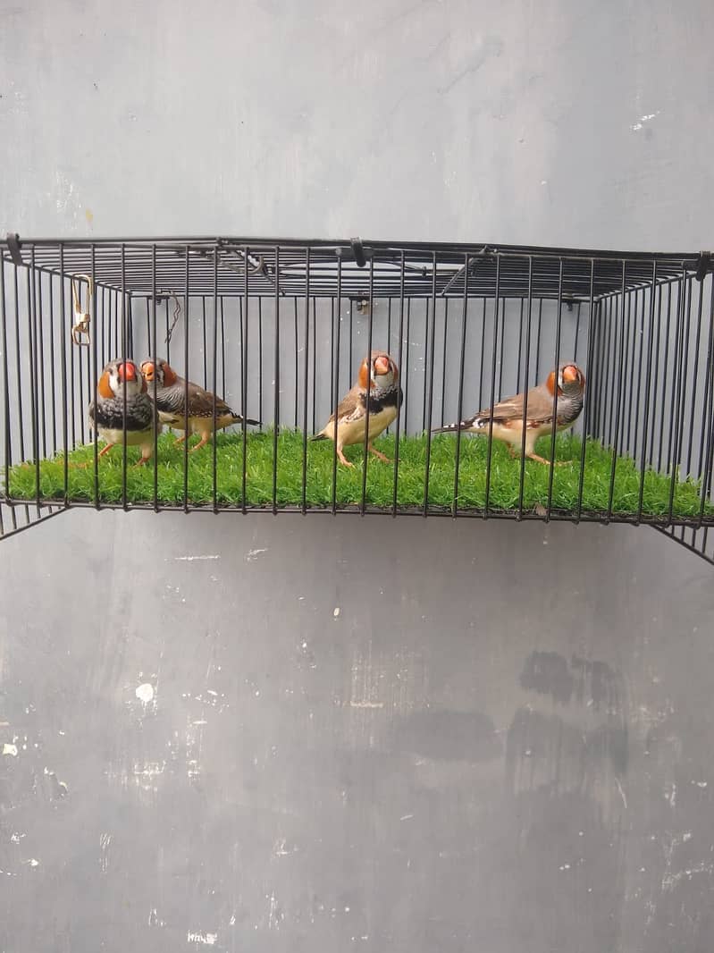 Finches 6
