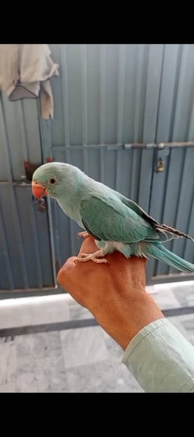 Blue Ring Neck Parrot for sale