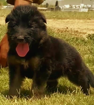 German Shepherd long coat male age two month for sale
