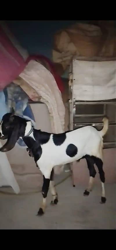 Bakra For Sell Special 2027 Qurbani