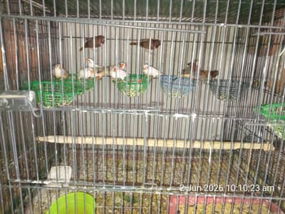 finch and java