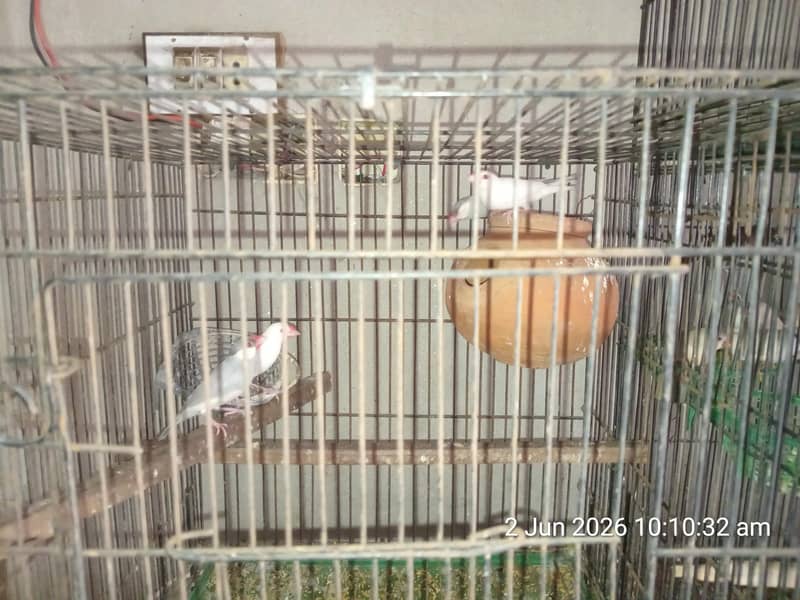 finch and java 1