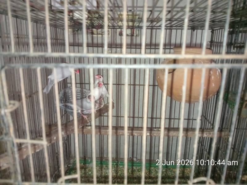 finch and java 2