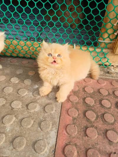 Quality Persian Punchface cat & kitten. moreWhatsApp 03286040437