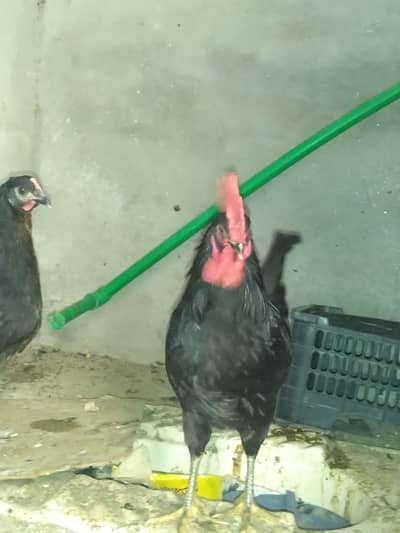 pure Australorp