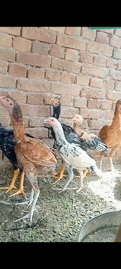 for sale 03052063587