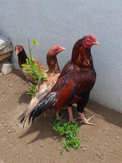 Aseel Murga Murgi For Sale