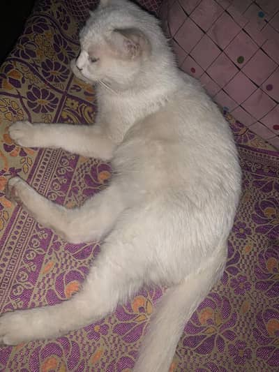 for urgently sale